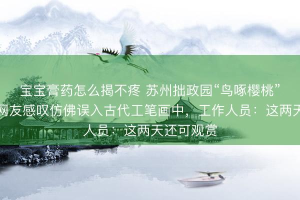 宝宝膏药怎么揭不疼 苏州拙政园“鸟啄樱桃”火出圈，网友感叹仿佛误入古代工笔画中，工作人员：这两天还可观赏